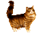 Chat.Cat.Gato.kot.Katze.Victoriabea - Free animated GIF Animated GIF