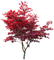 Plants.Tree.Arbre.Red.leaves.Victoriabea - Free PNG Animated GIF