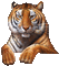 tigre ( - Free animated GIF Animated GIF